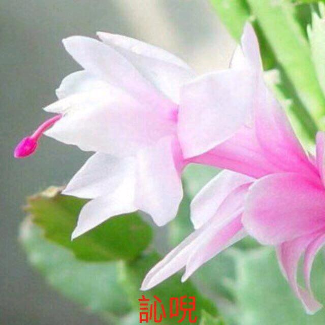 訫唲