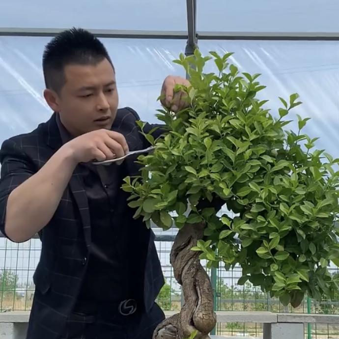阿杰盆景！