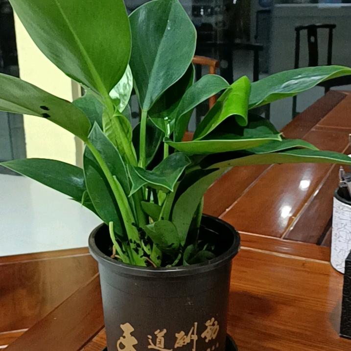 莉姐