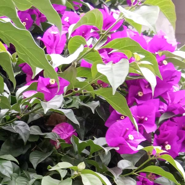 繁花似锦