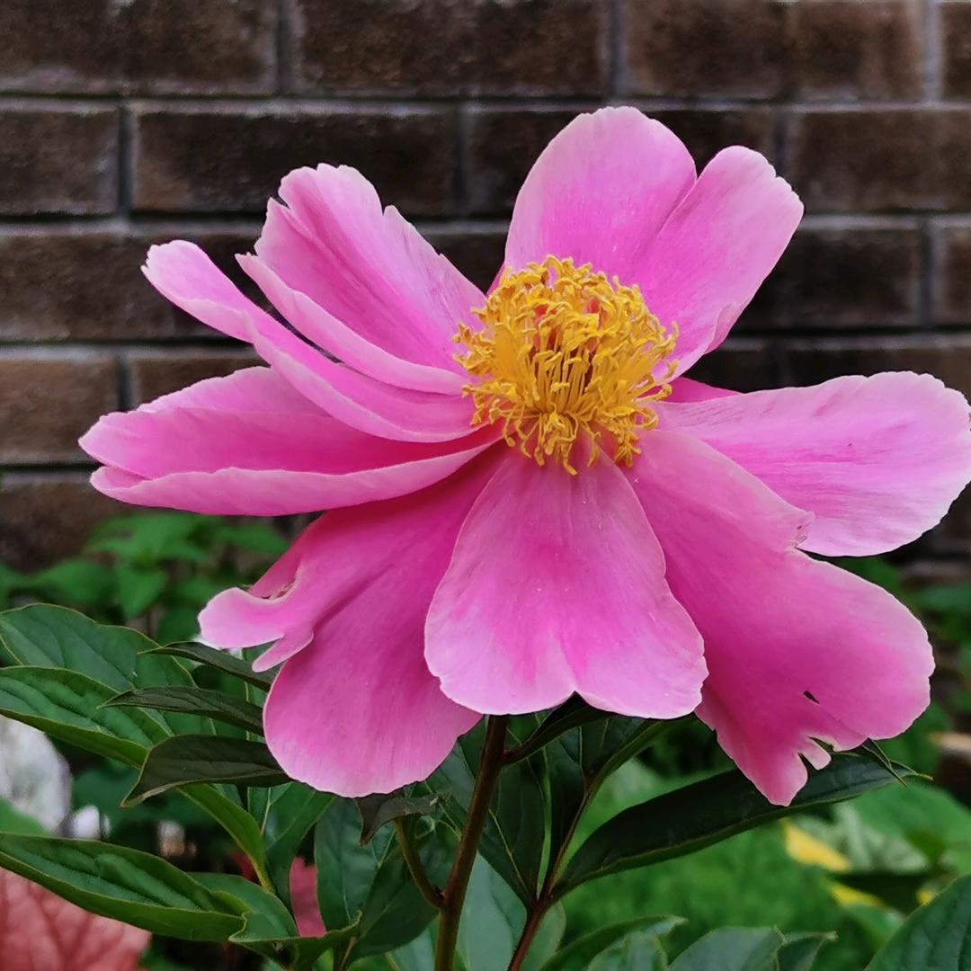 伊甸的花园