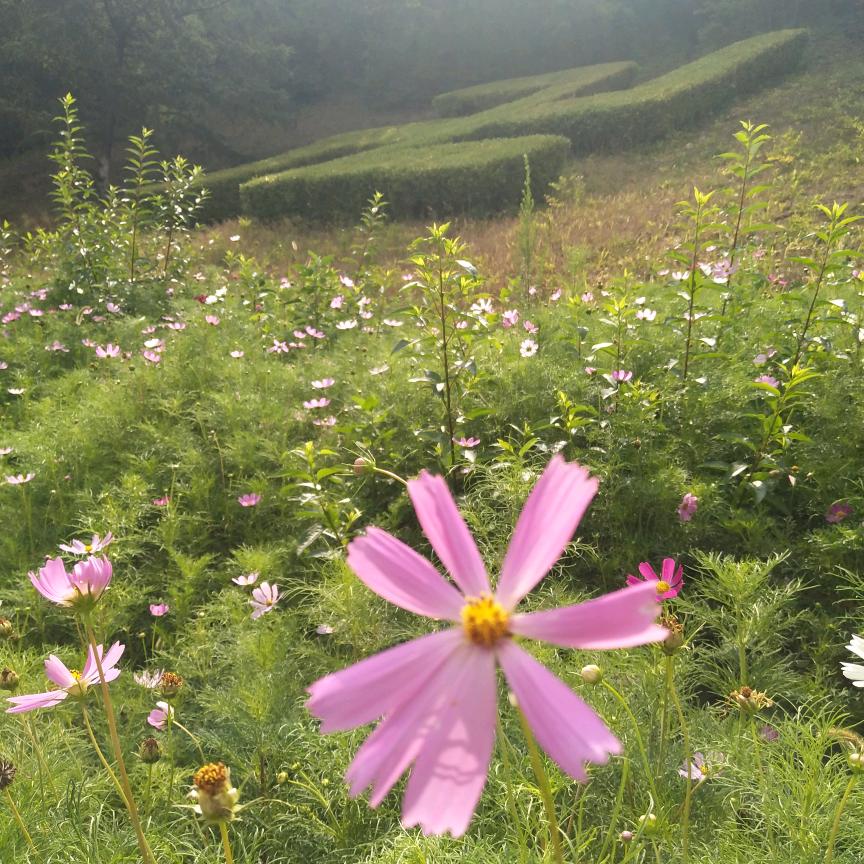 白菜的幸福生活