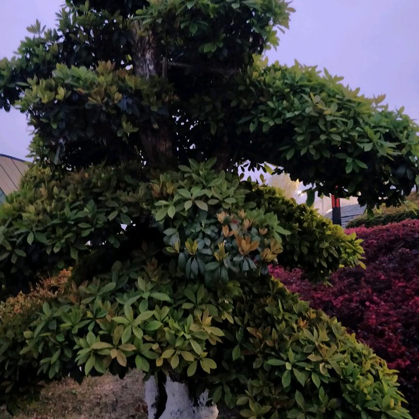 老大