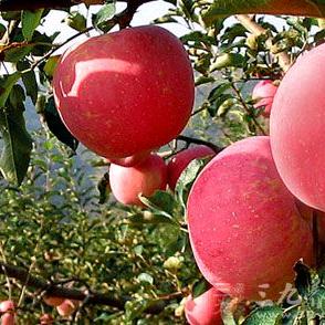 川务财税🍎小苹果