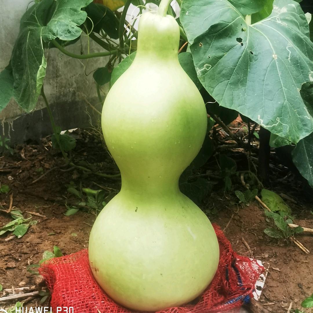，新宝磊