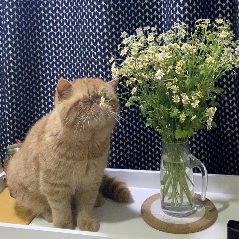 三宝儿首席铲屎官