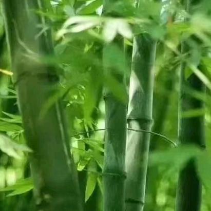 空竹