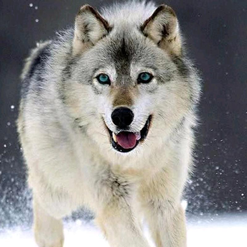 ⭐雪狼⭐