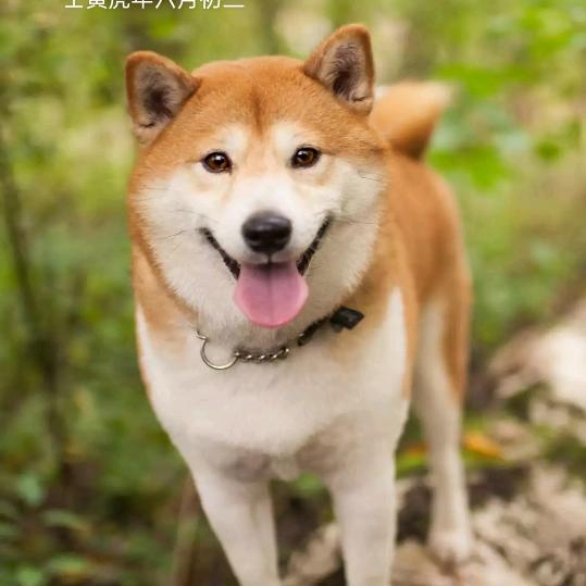 吃江