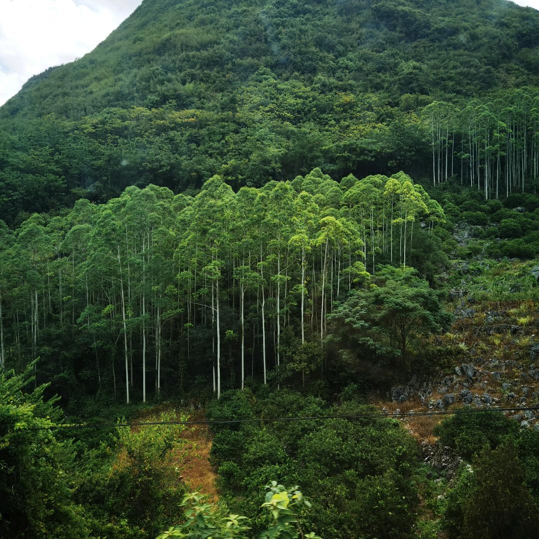 沐雨