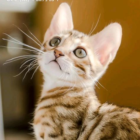 迷局里的一盘棋