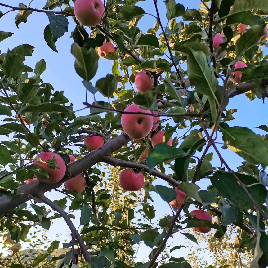 🌹🌹🐰🐰成功靠自己🐰🐰🌹?