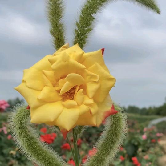🌸花如草🌼🌿