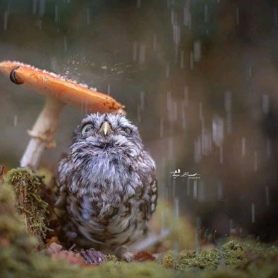 游戏控制师的头颅