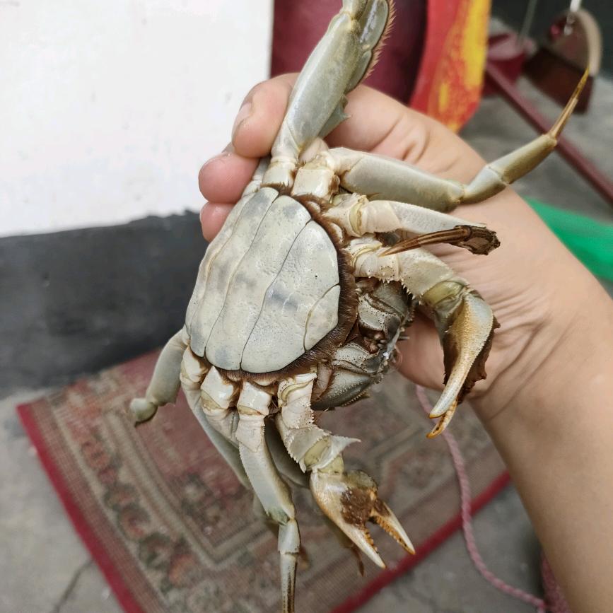 小土豆