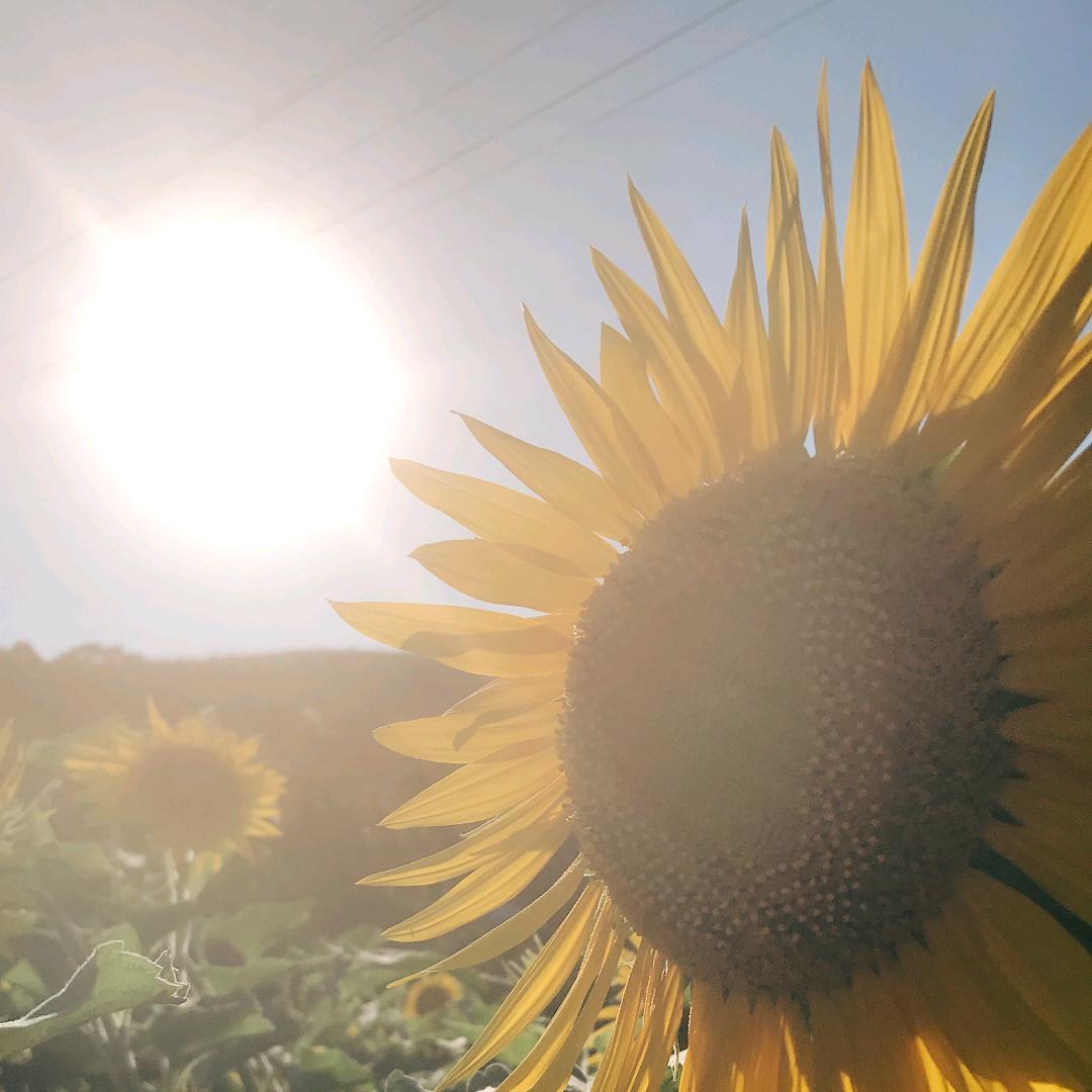 阳光下的葵花🌻
