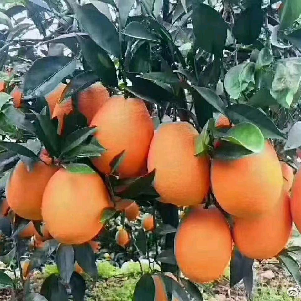 不忘真橙