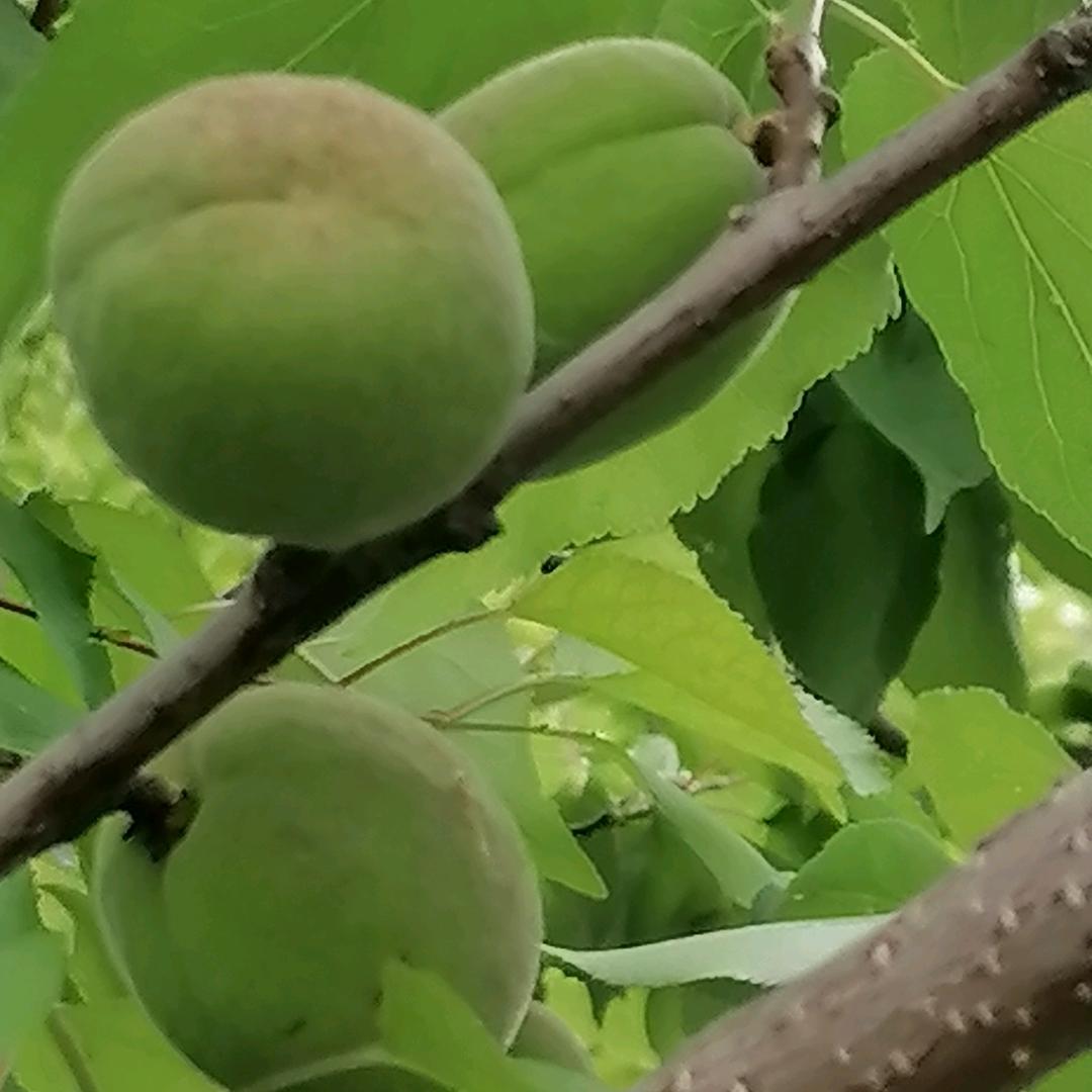 笑口常开👴