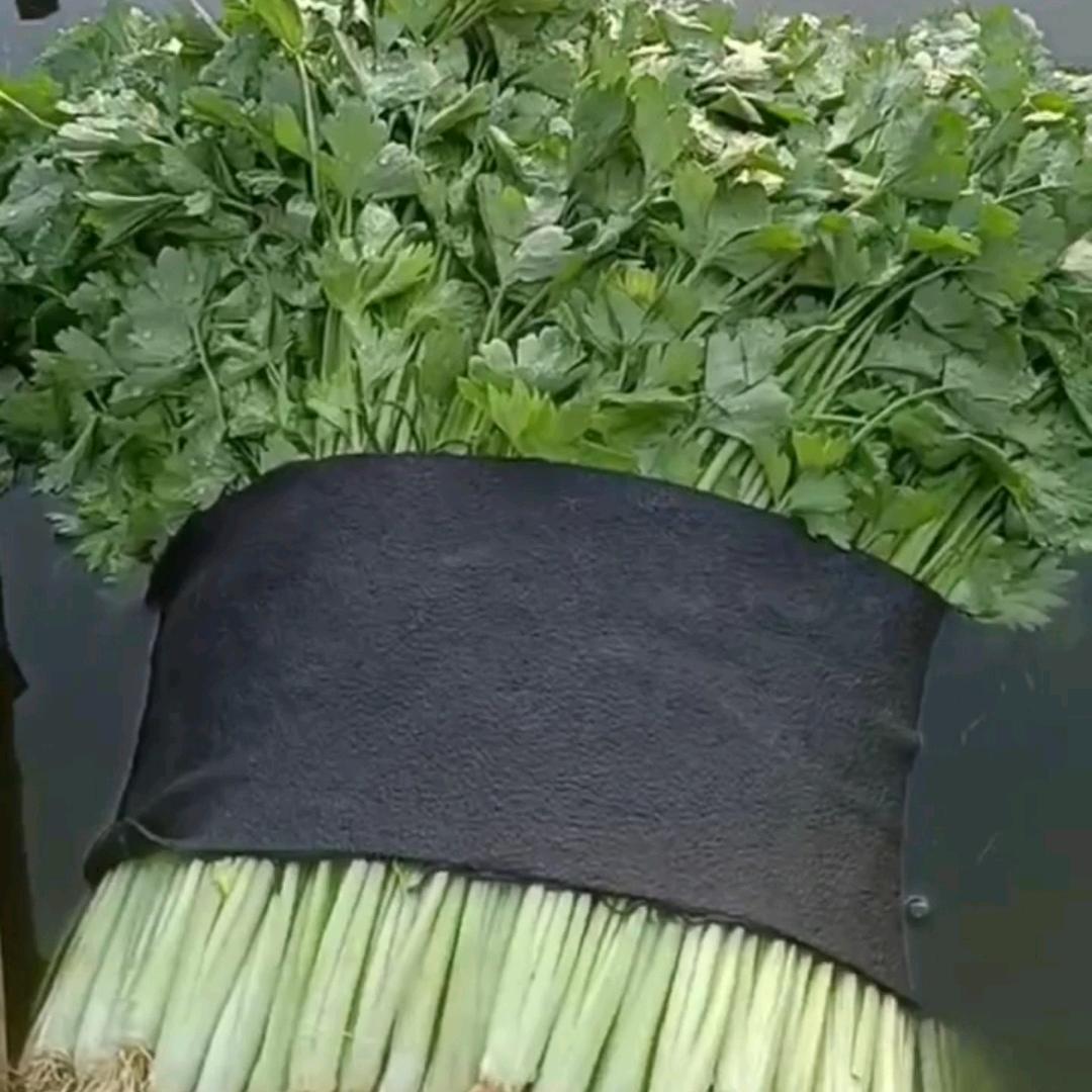 芹菜种植（婷婷）