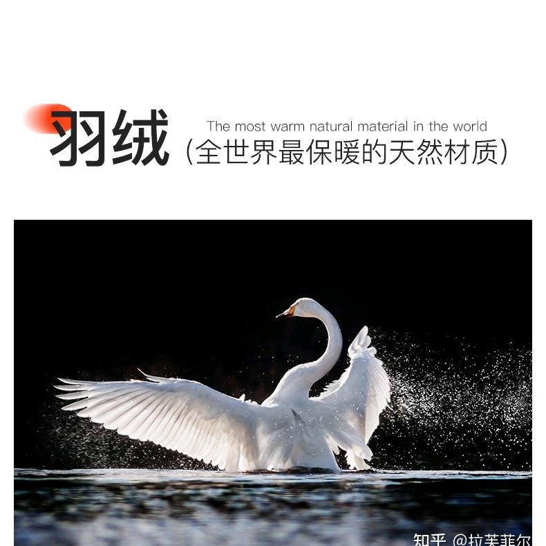 绒毛满天飞（中隆羽绒）