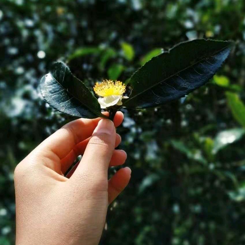 艺品堂手工茶坊【冰岛源头普洱】