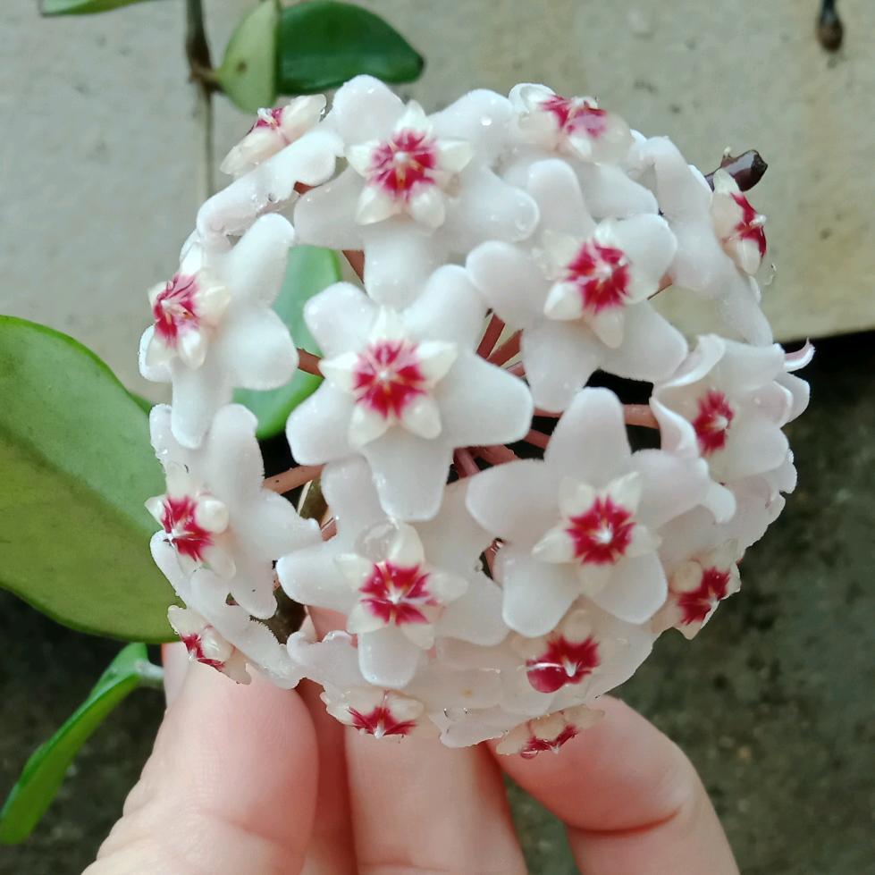 人无十全十美
