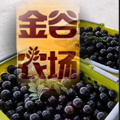 金谷嘉宝果（树葡萄）种植基地