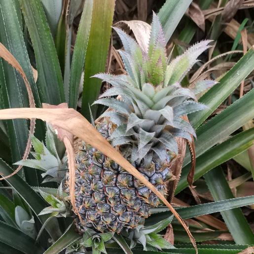 随心所欲