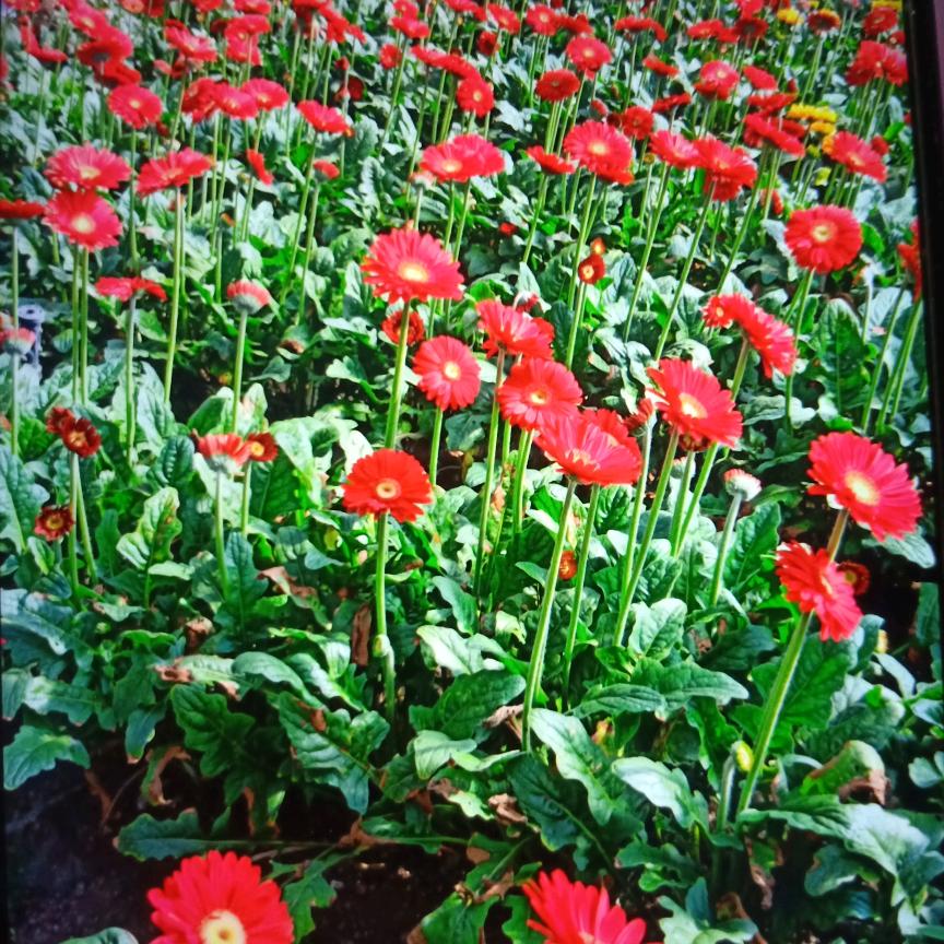 三姐（新人首播)