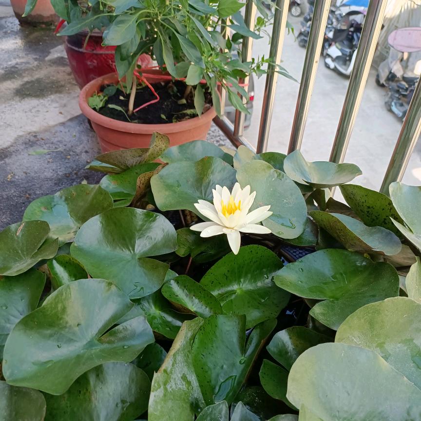 东湖山人振旺！