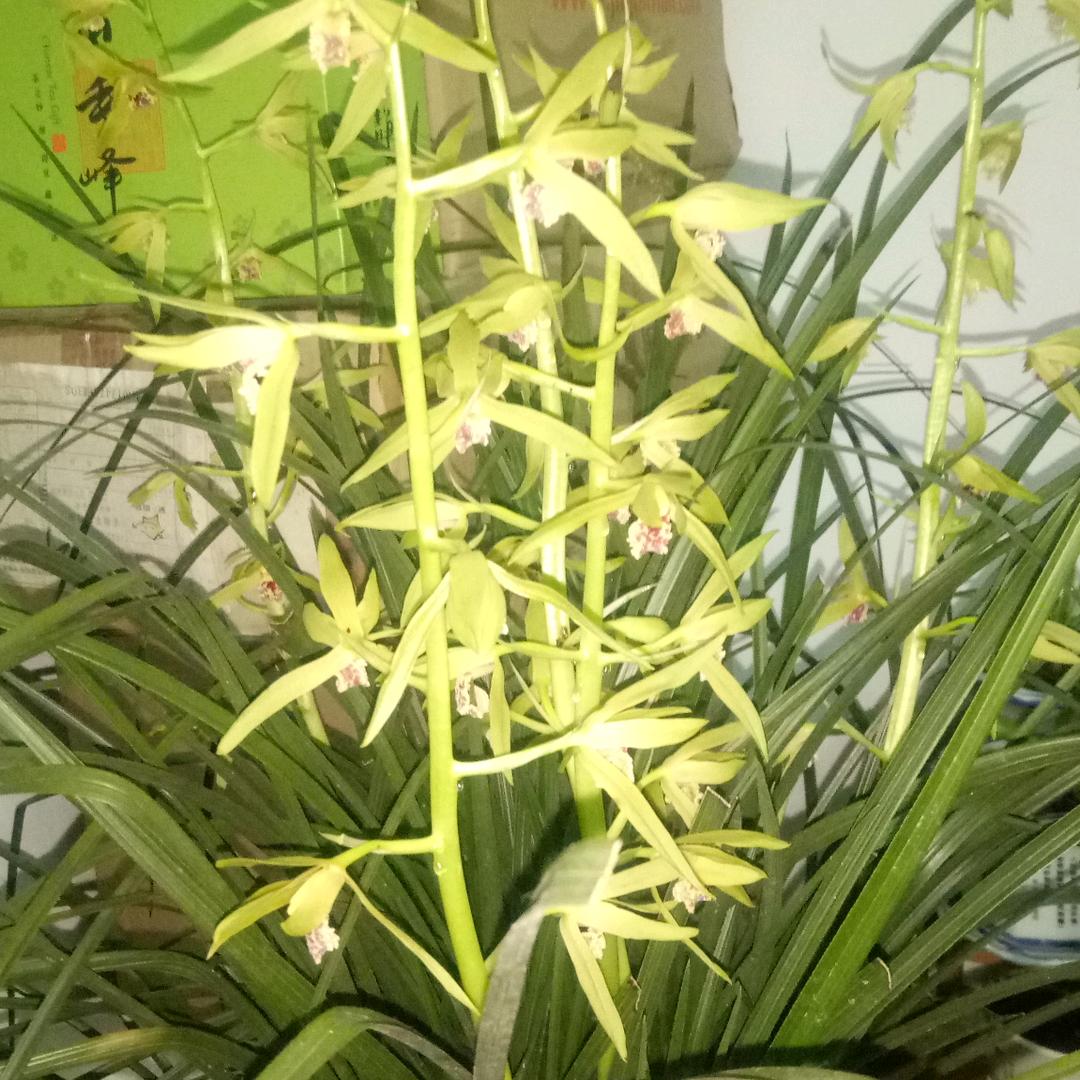 天意