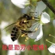 甜蜜生活