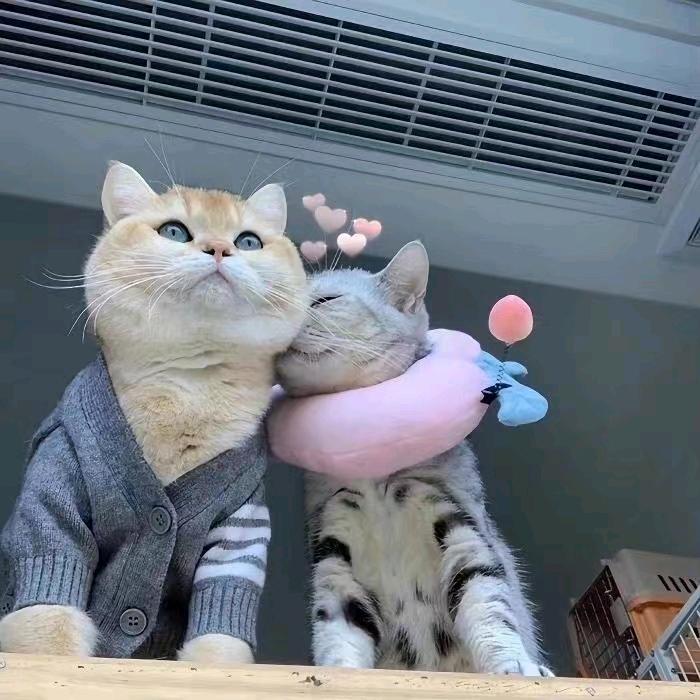 会唱歌的猫