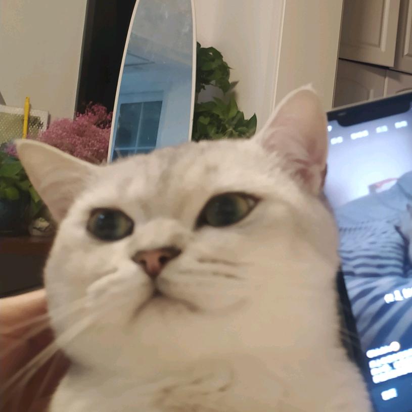 监利城北大鱼书画室