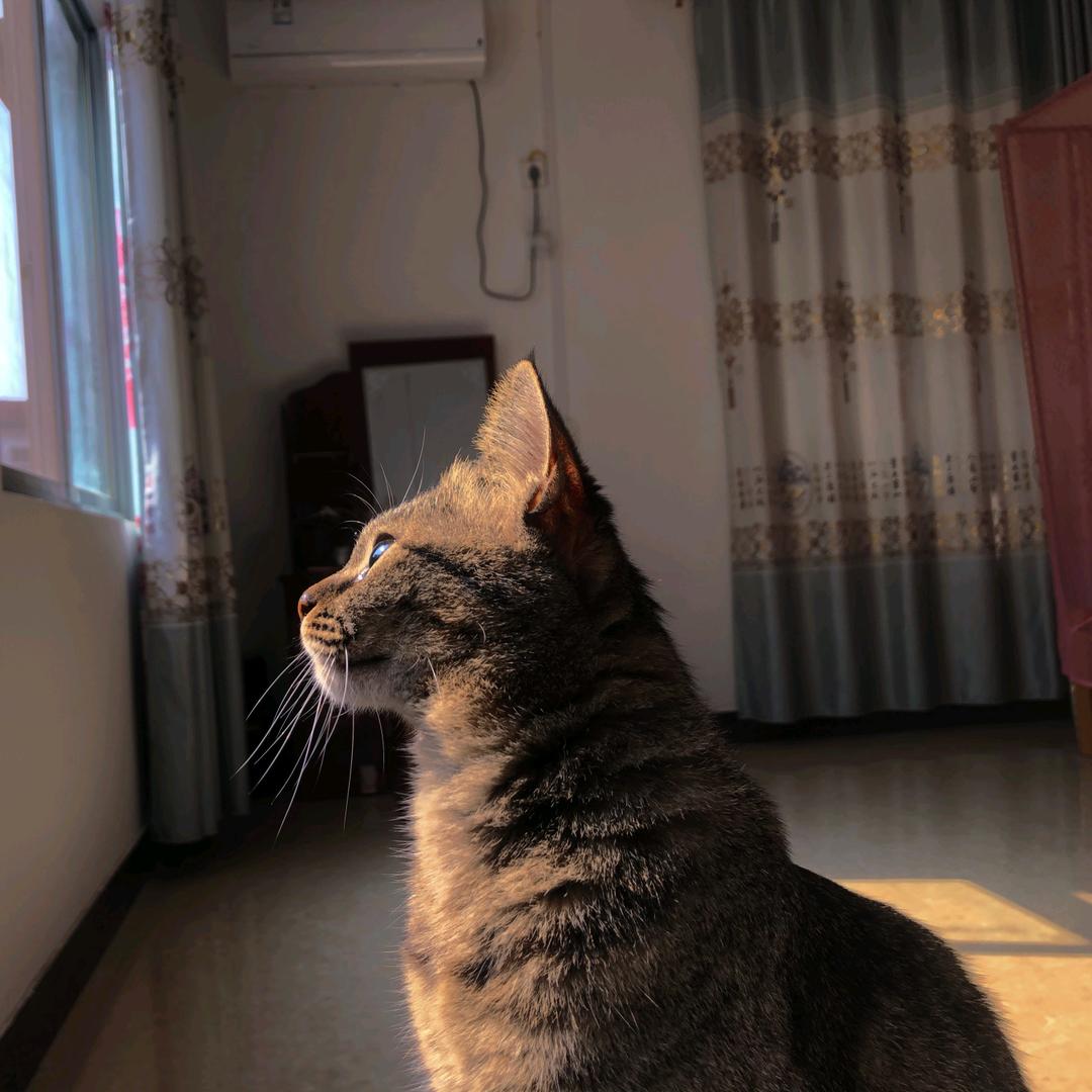 一只狸花猫🍓