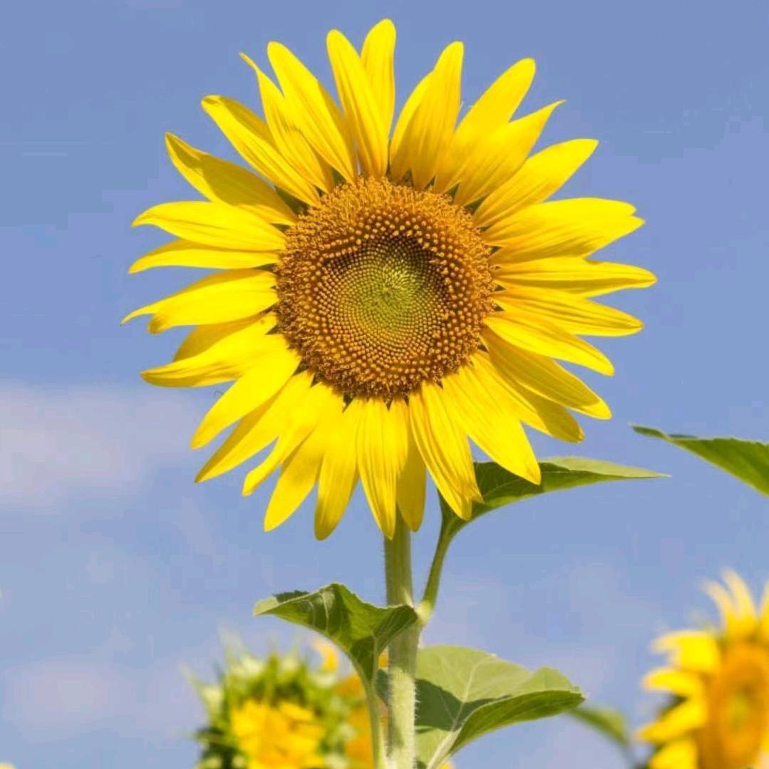 马桂芬
