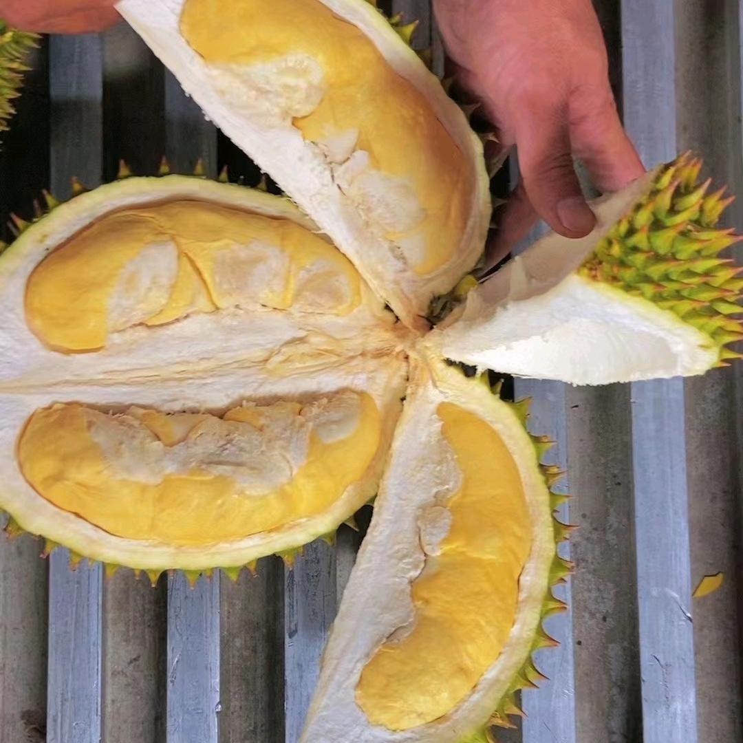 齐河榴莲哥