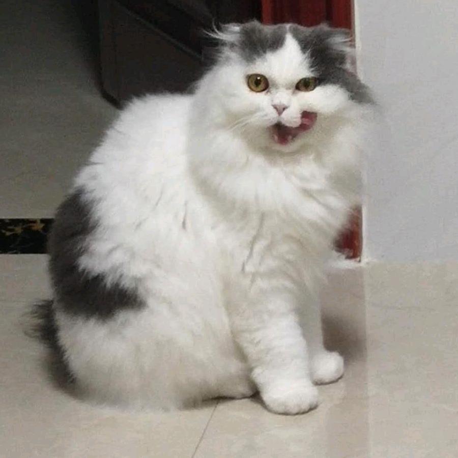 点点是只🐱