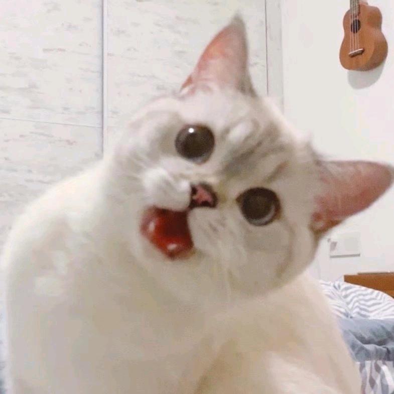 dowwan-