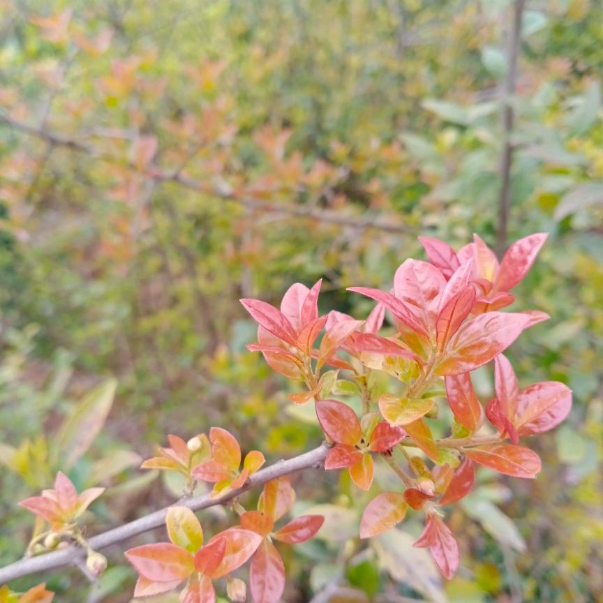 来凤平姐金弹子盆景园