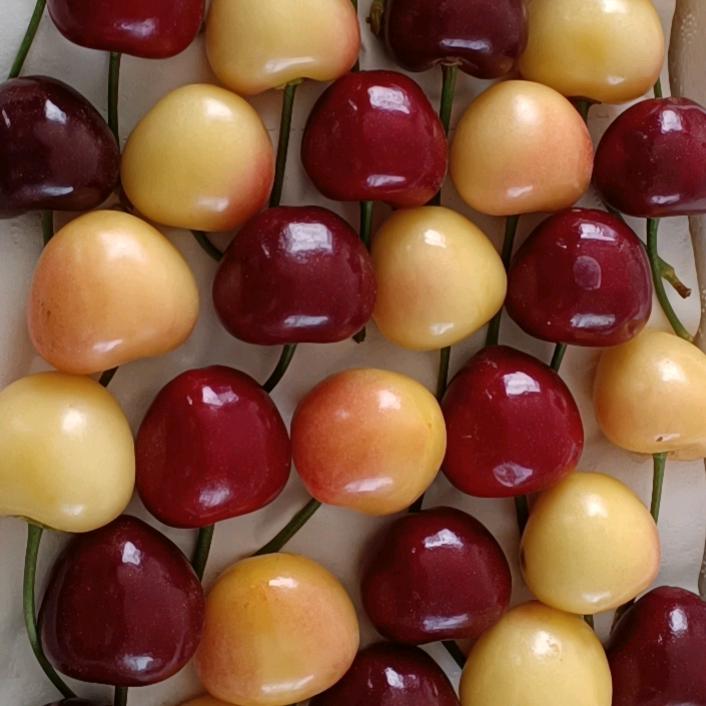 北纬42.5°大樱桃