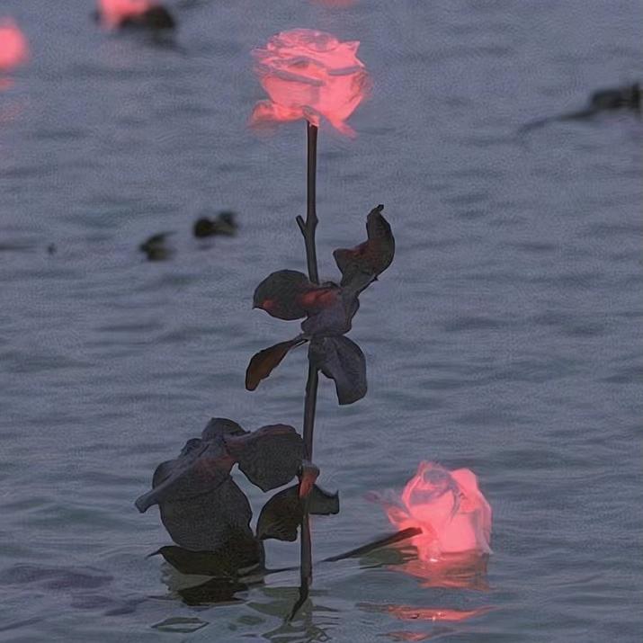 毒药蜜糖