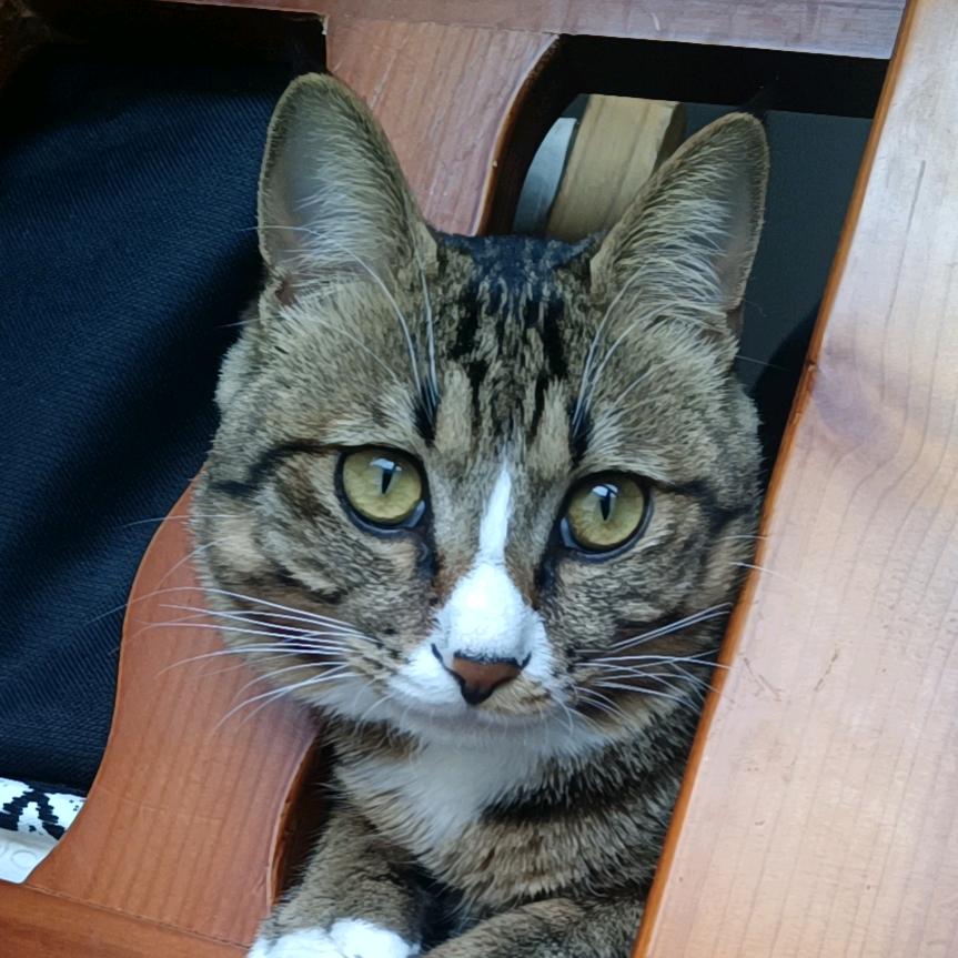 初八是只猫