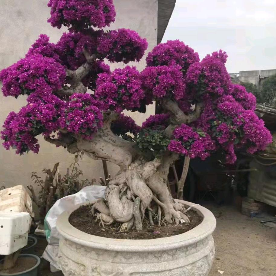 老王家三角梅