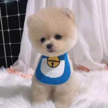 小阳阳