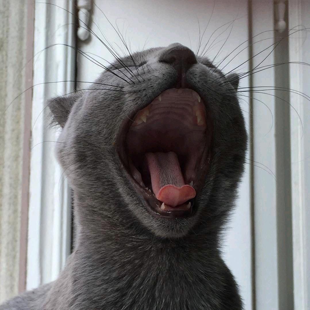 西柚茶
