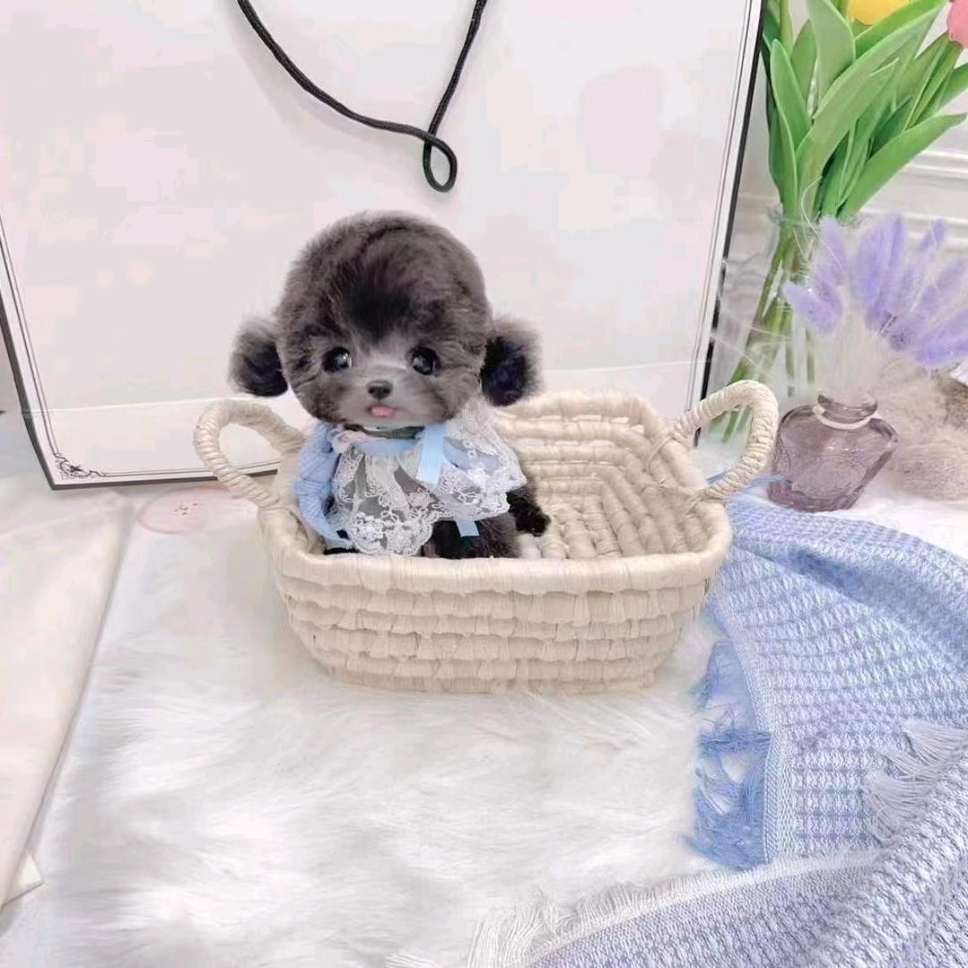 馨恒宠物