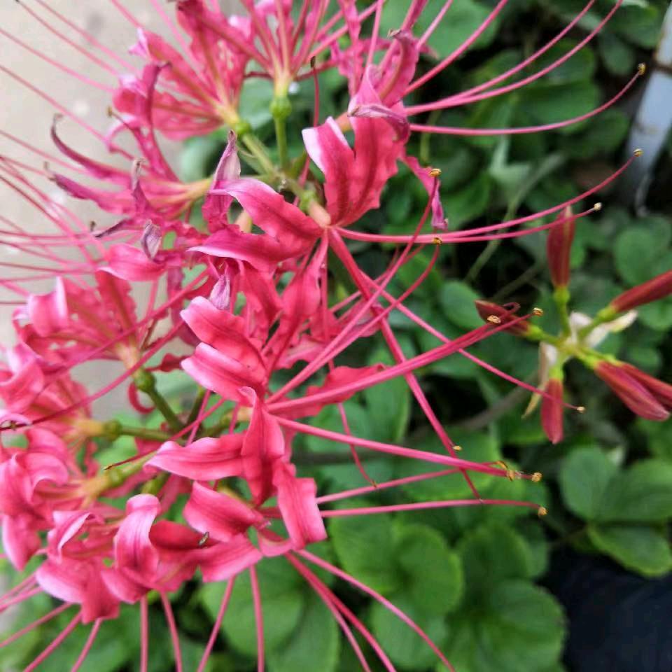 青春如花