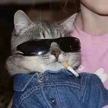 猫子