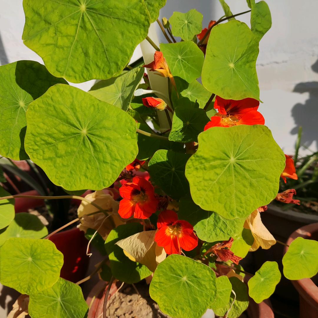 苹果甜的刚刚好